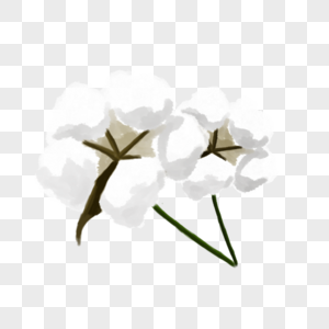 卡通风格手绘蒲公英元素  |卡通手绘被子植物洁白的棉花插画
