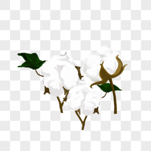 强酸纤维卡通手绘种子纤维洁白的棉花素材