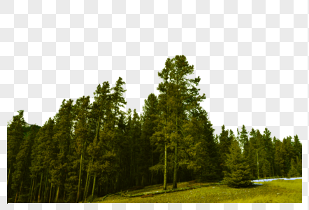 稻田山峰森林素材