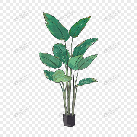 小清新绿色植物图片