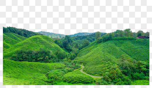 马来西亚茶园BOH图片