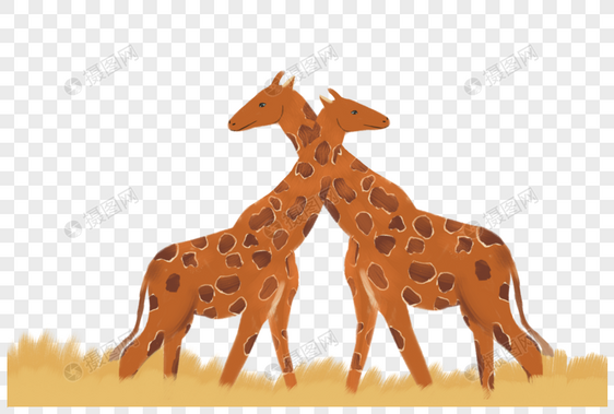 草地上的两只长颈鹿图片