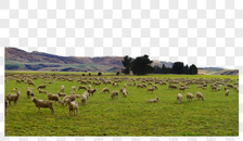新西兰牧场绵羊图片