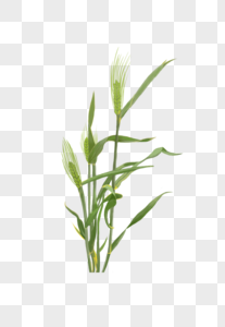 青色麦秆麦穗图片