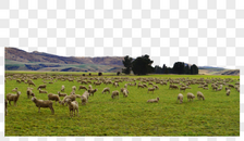 新西兰牧场绵羊图片