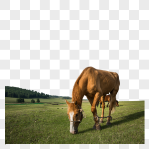 草原上吃草的马儿图片
