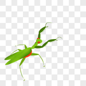 昆虫螳螂图片