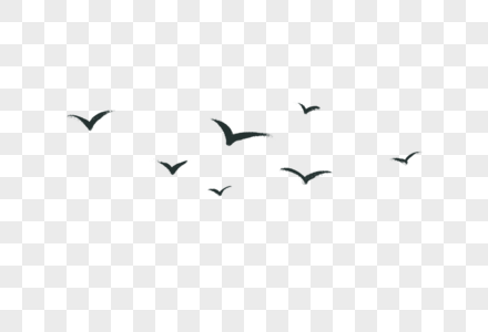 飞翔的鸟群图片