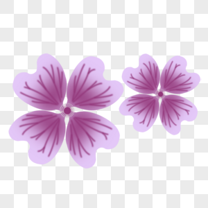 漂亮的花朵锦葵花朵图片