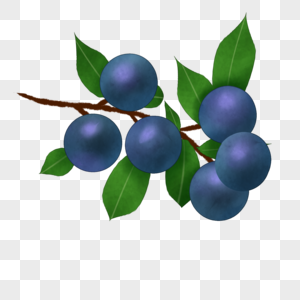 一茬蓝莓图片
