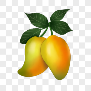 生长中的芒果高清图片