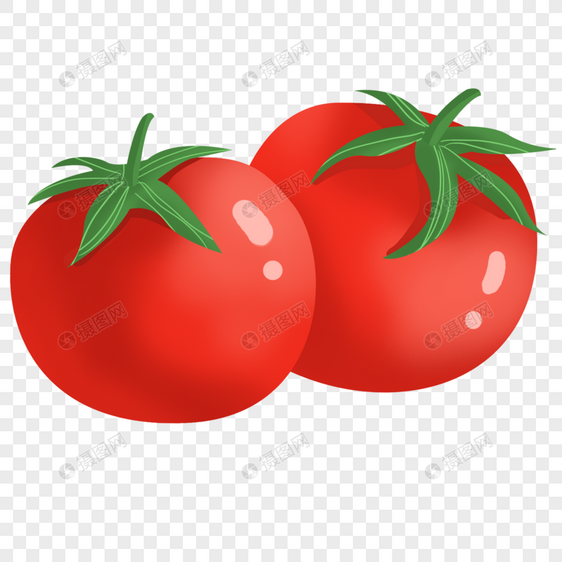 丰收的西红柿图片