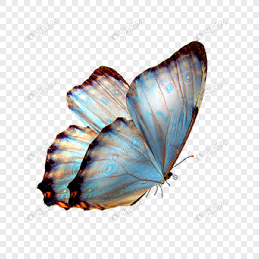 飞翔的蝴蝶图片