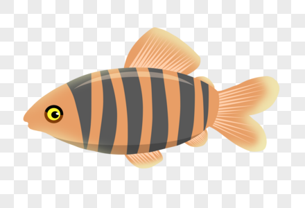 橙黑热带鱼图片