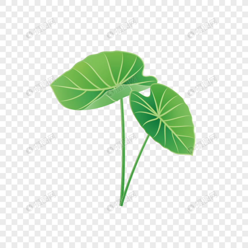 绿叶夏季植物芋头叶子