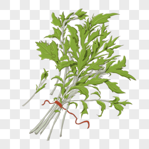 艾草高清图片