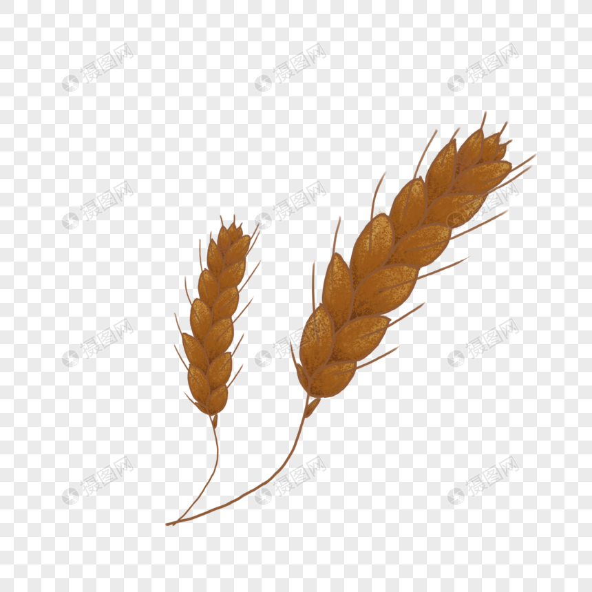 芒种元素ins网红手绘儿插风格小麦穗图片