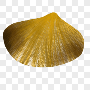 金贝壳图片