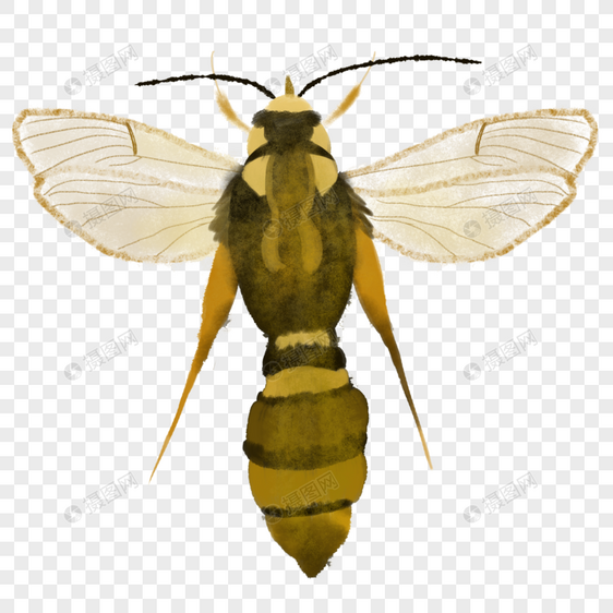 黄蜂图片