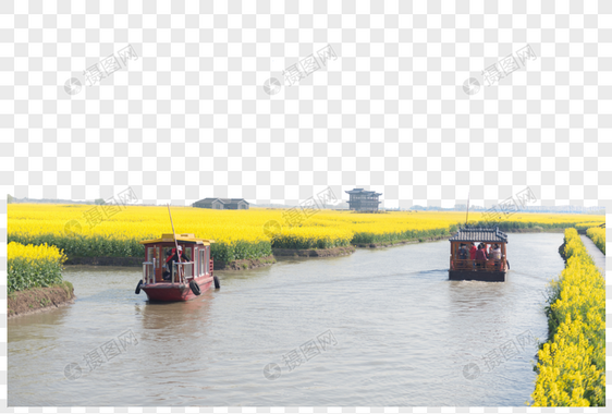 江苏兴化水上油菜花图片