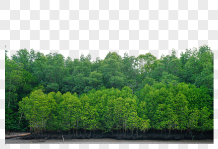 马来西亚兰卡威红树林风景图片