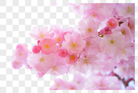 春天粉色桃花盛开图片