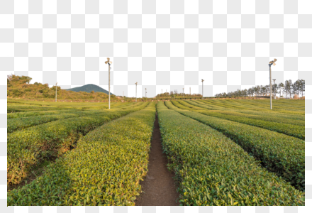 韩国济州岛茶园高清图片