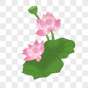 赏花展板荷花素材