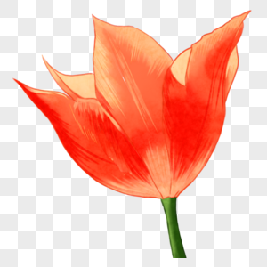 橙色水彩效果花卉高清图片