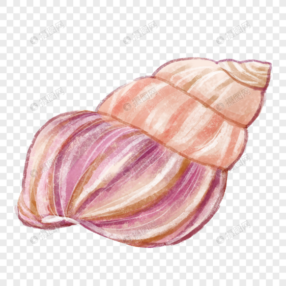 紫色大海螺图片