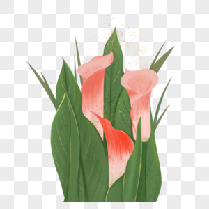 粉红色的马蹄莲高清图片