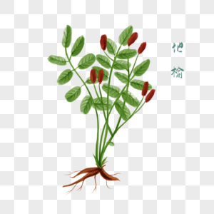 卡通创意地榆插图图片素材