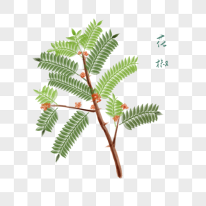 花椒元素_免抠素材_PNG图片下载-摄图网