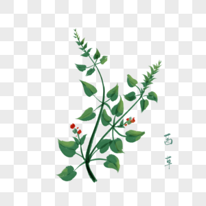 茜草手绘图图片