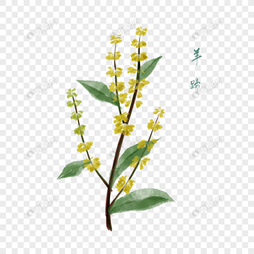 卡通草药羊蹄插图