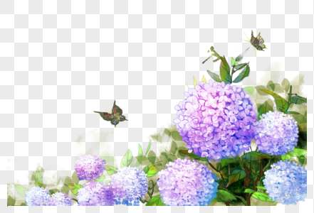 蝴蝶绣球花花卉植物图片