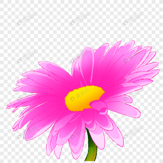 粉色水彩野菊花图片