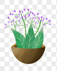 紫色小花盆栽图片