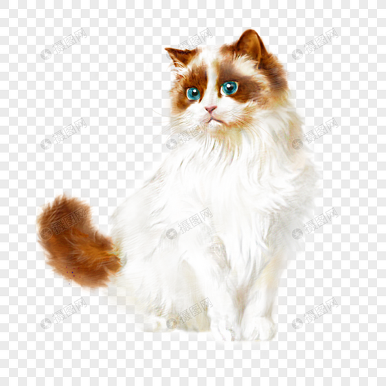 白色布偶猫猫咪宠物手绘可爱元素图片