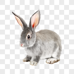 灰兔兔子动物宠物可爱手绘元素图片