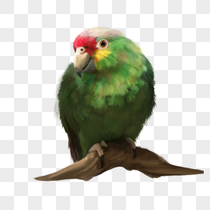 鹦鹉绿色虎皮鹦鹉鸟动物宠物可爱手绘元素高清图片