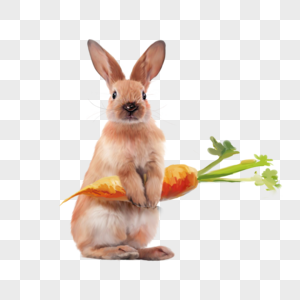 兔子拿着胡萝卜图片