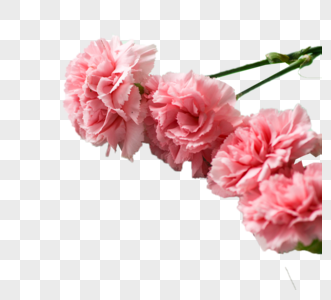 粉色的花朵图片