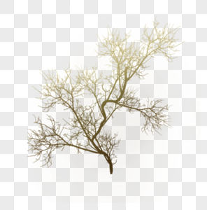 枝干蜿蜒的树图片