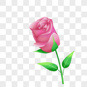 情人节粉色玫瑰图片
