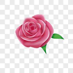 情人节单朵玫瑰高清图片