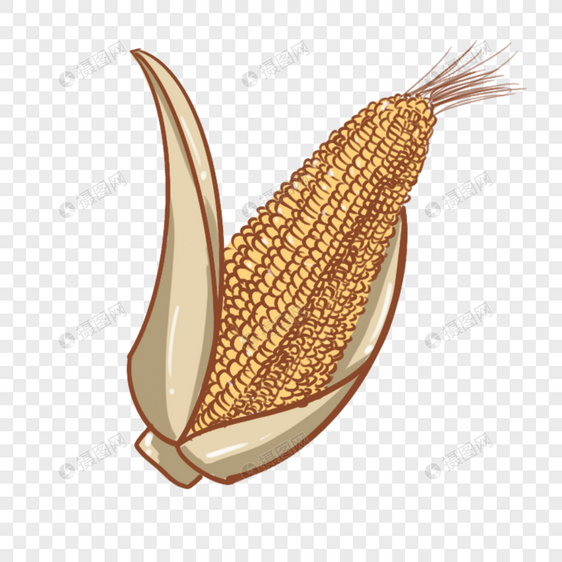 农作物玉米卡通手绘图片