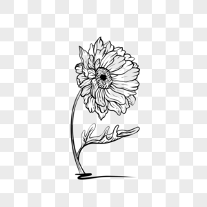 黑白线条描绘出的雏菊图片素材