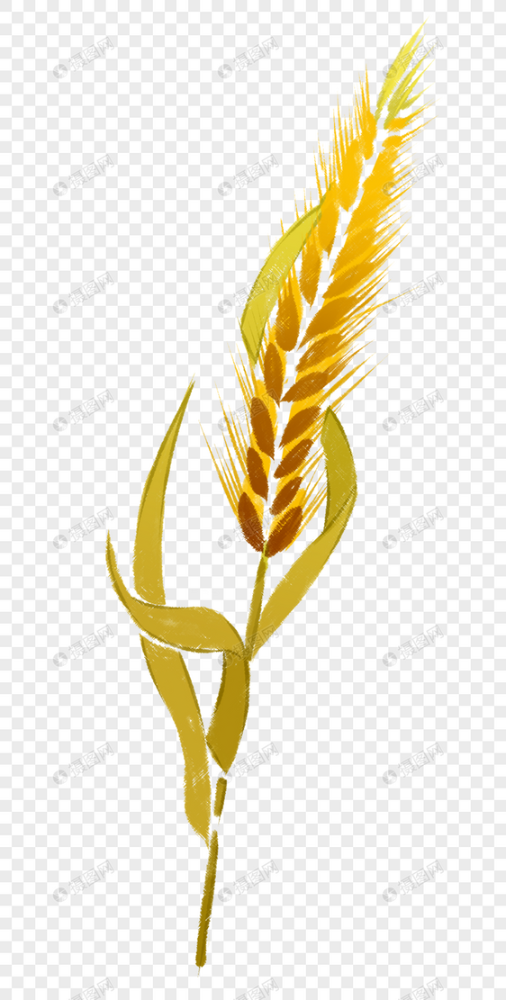 芒种麦穗单株手绘图片