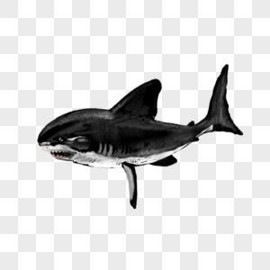 卡通动物鲨鱼插图图片